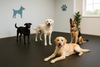Four dogs inside a modern kennel room standing on black plain rubber flooring; blue dog silhouette and paw print decorate the wall, with windows in the background.